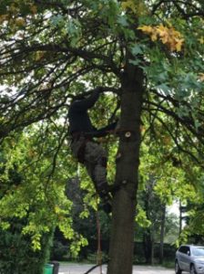 Improve Curb Appeal Using Expert Local Tree Services Richmond Hill GA