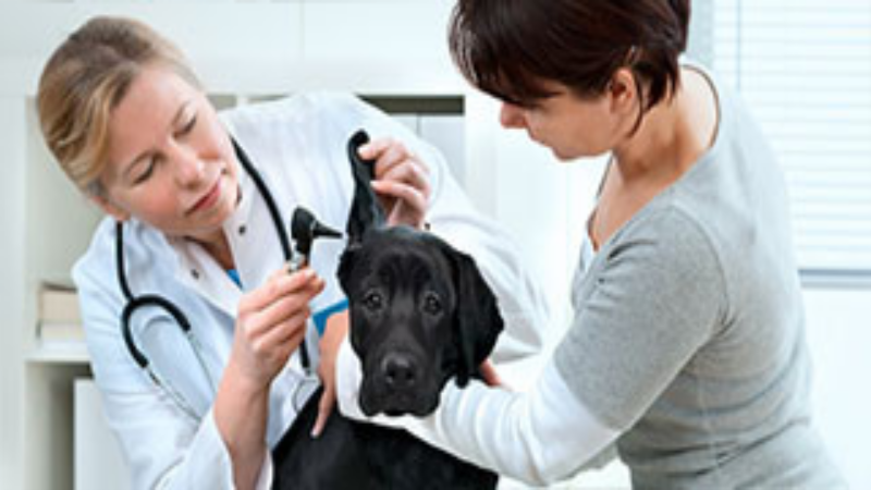 What Can a Vet Clinic in Richmond, TX Do for Your Pets?