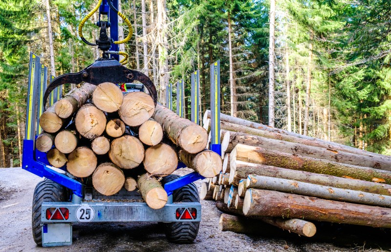 Tree pruning services in McDonough, GA, ensure long-term tree health and outdoor beauty