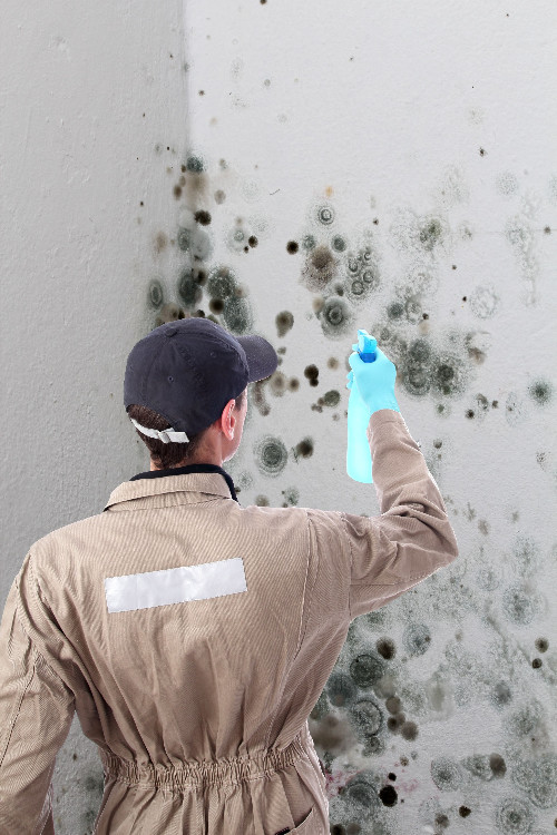 When Mold Is Suspected, Call for Mold Services Alexandria VA