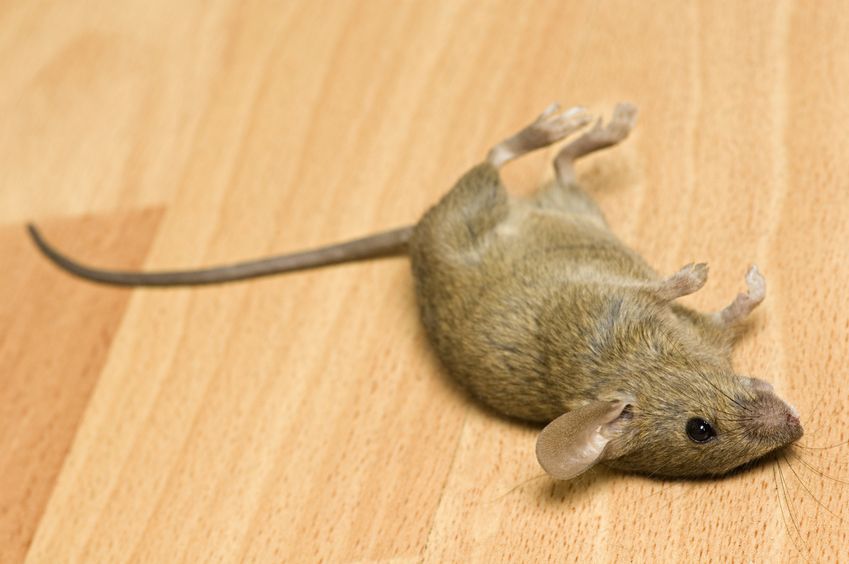Two Reasons Why Des Moines Residents Should Avoid Using Rodent Poison