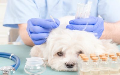 How Vet Flora MS Supports Digestive Health Solutions for Pets in the United States