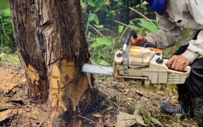 Learn how commercial tree removal Williamsburg VA ensures safer business environments