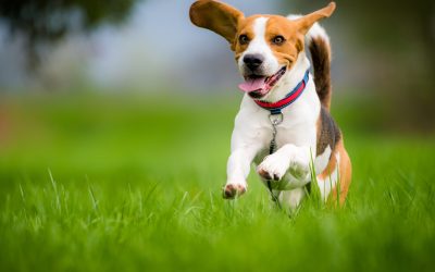 Puppy Leash Training Made Easy for Arizona Pet Parents