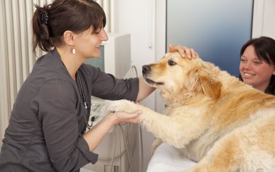 Solutions for Common Pet Issues at a Leading Veterinary Clinic in Charlottesville