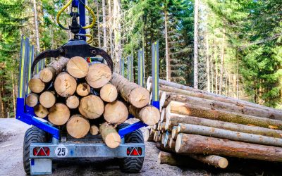 How to Remove Dead Trees in Mebane, NC and Protect Your Property Value