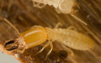 Avoid Infestation With Smart Termite Treatment Morris County NJ for Peace of Mind
