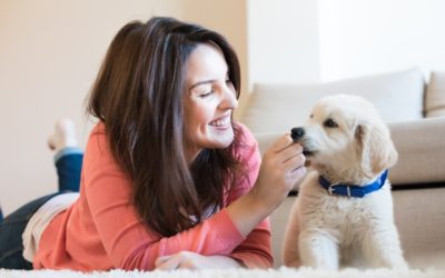 Making the Right Choice in Pet Boarding In Denver for Stress-Free Travel Experiences