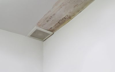 Keep Your Family Safe With a Reliable Home Mold Remediation Service Escondido CA
