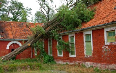 Storm Damage Tree Removal Brentwood, TN Services That Protect Your Home Value