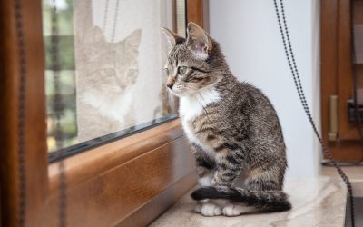 Essential Features to Look for in Pet-Friendly Apartments Huntsville AL Residents Love