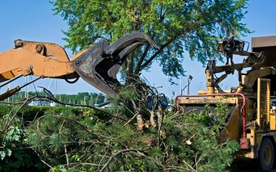 Protect Your Property Fast With Emergency Tree Removal Service in Douglas County, CO Experts