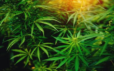 Getting Started With Local Cannabis Delivery in Antioch, CA for a Seamless Experience