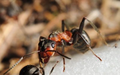 Effective Solutions for Carpenter Ant Extermination Fort Wayne, IN Homeowners Need to Know