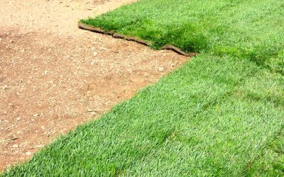 Achieve Lush Green Yards With the Best Bermuda Grass For Southern California