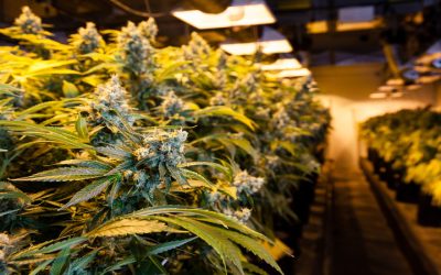 Get Reliable Access to Quality Cannabis Through a Weed Delivery Service in Ludlow, MA