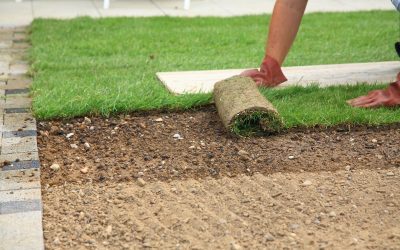 Pet Owners Are Turning to Fake Grass Chandler, AZ for Cleaner Outdoor Spaces