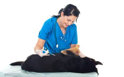 Pet Vaccination Indianapolis, IN: The Key to Safe and Happy Local Pets