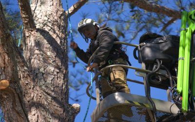 Boost Home Value and Safety with Professional Tree Trimming in Milner, GA
