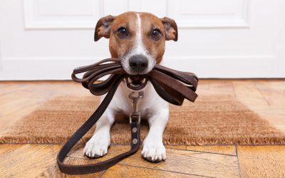 The Benefits of Scheduling Regular Dog Dental Cleaning in Coral Springs